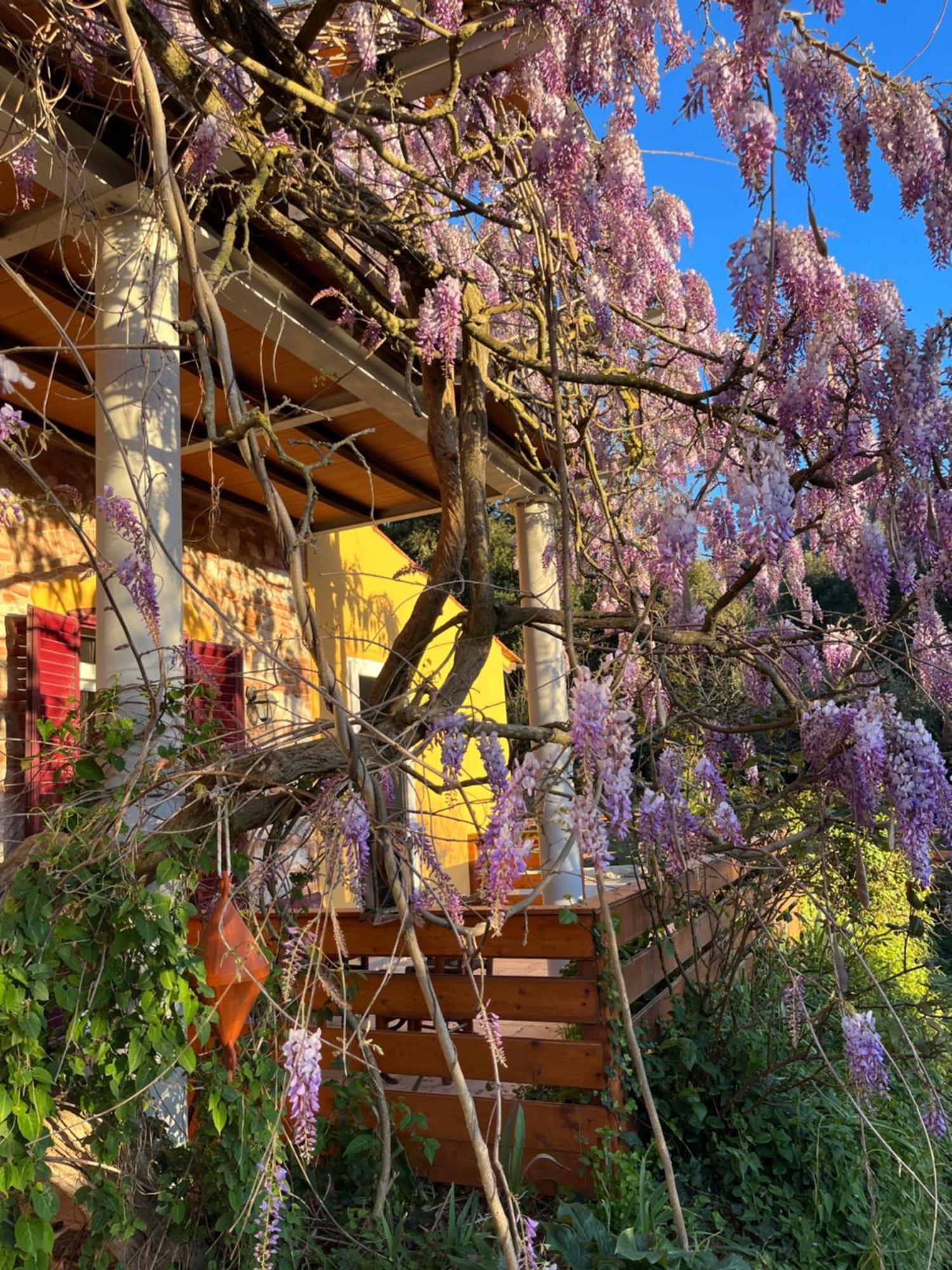 B&B La Fucinaia Pet Friendly Adults Only Campiglia Marittima Exterior photo